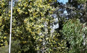 Photo of Cuidados com a planta Hymenosporum flavum ou Plumaria australiana