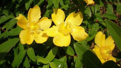 Photo of Cuidados com a planta Hypericum