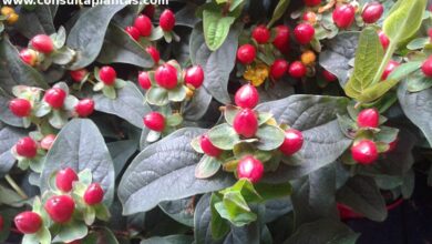 Photo of Cuidados com a planta Hypericum x inodorum ou Hypericum elatum