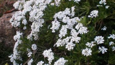 Photo of Cuidados com a planta Iberis sempervirens ou Carraspique