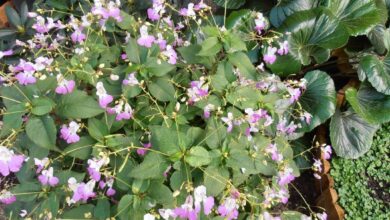 Photo of Cuidados com a planta Impatiens balfourii ou Nometoques