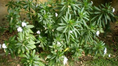 Photo of Cuidados com a planta Impatiens sodenii ou China Gigante