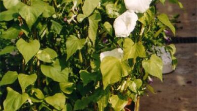 Photo of Cuidados com a planta Ipomoea alba ou Amole