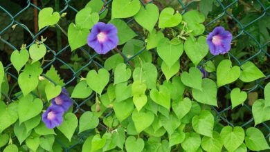 Photo of Cuidados com a planta Ipomoea indica ou Campanita