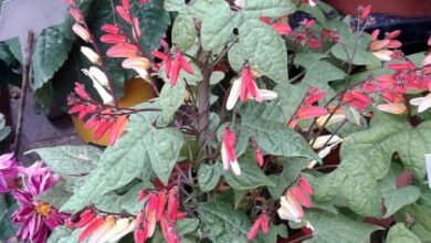 Photo of Cuidados com a planta Ipomoea lobata ou Cresta de gallo