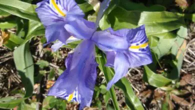 Photo of Cuidados com a planta Iris foetidissima ou Lirio hediondo