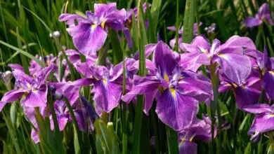 Photo of Cuidados com a planta Iris germanica ou Blue Lily