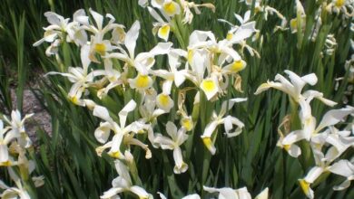 Photo of Cuidados com a planta Iris orientalis ou White Lily