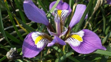 Photo of Cuidados com a planta Iris unguicularis ou Argel lírio