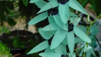 Photo of Cuidados com a planta Ixia viridiflora ou Star Lily