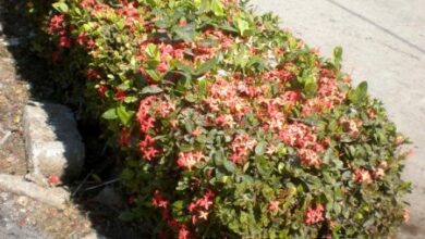 Photo of Cuidados com a planta Ixora coccinea, Santa Rita ou Isoca