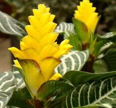 Photo of Cuidados com a planta Jacobinia suberecta, Jacobin ou Beija-flor