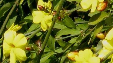Photo of Cuidados com a planta Jasminum mesnyi ou Yellow Jasmine
