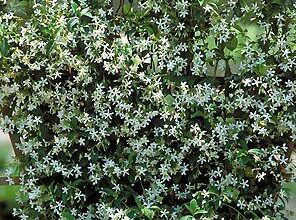 Photo of Cuidados com a planta Jasminum nitidum ou Star Jasmine