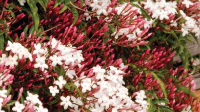 Photo of Cuidados com a planta Jasminum nudiflorum ou Jasmim de Inverno