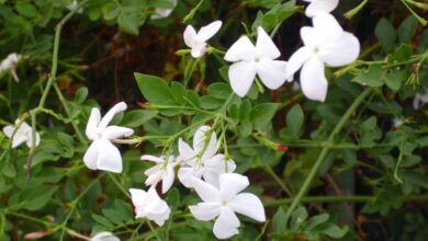 Photo of Cuidados com a planta Jasminum odoratissimum ou Jasmine odorosa