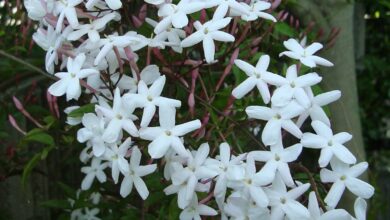 Photo of Cuidados com a planta Jasminum officinale ou Jasmim Comum