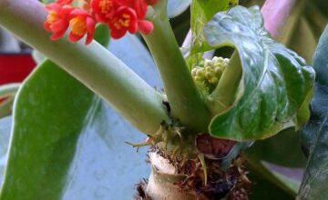 Photo of Cuidados com a planta Jatropha podagrica, Jatropha ou Capa de rey