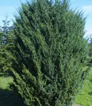 Photo of Cuidados com a planta Juniperus chinensis ou zimbro chinês