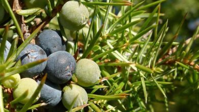 Photo of Cuidados com a planta Juniperus communis ou zimbro comum