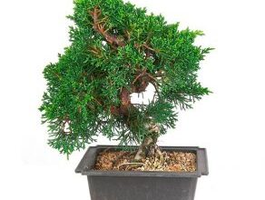 Photo of Cuidados com a planta Juniperus oxycedrus, Each ou Juniper red