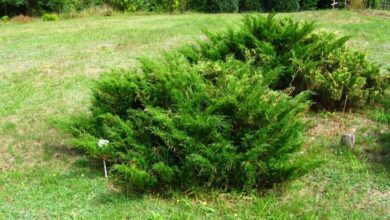 Photo of Cuidados com a planta Juniperus phoenicea ou Sabina negral