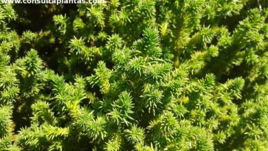 Photo of Cuidados com a planta Juniperus squamata