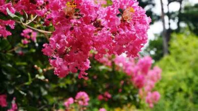 Photo of Cuidados com a planta Lagerstroemia indica ou Júpiter