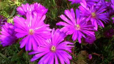 Photo of Cuidados com a planta Lampranthus amoenus ou Lampranto