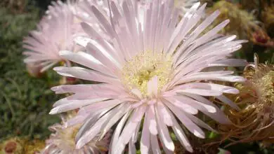 Photo of Cuidados com a planta Lampranthus blandus ou Mesem rosado