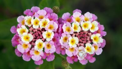 Photo of Cuidados com a planta Lantana camara, bandeira espanhola ou candied