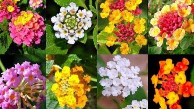 Photo of Cuidados com a planta Lantana montevidensis ou Lantana rastrera