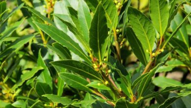 Photo of Cuidados com a planta Laurus nobilis ou Laurel