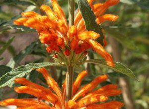 Photo of Cuidados com a planta Leonotis leonurus ou orelha de leão