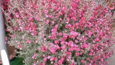 Photo of Cuidados com a planta Leptospermum scoparium, Manuka ou Leptospermo