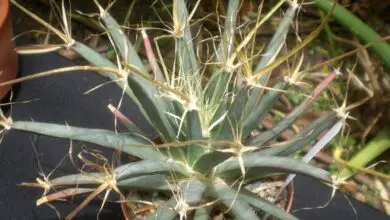 Photo of Cuidados com a planta Leuchtenbergia principis ou Cactus agave