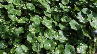 Photo of Cuidados com a planta Ligularia tussilaginea ou Ligularia