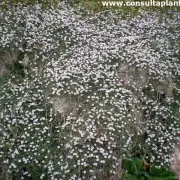Photo of Cuidados com a planta Lippia repens, Bella alfombra ou Lipia