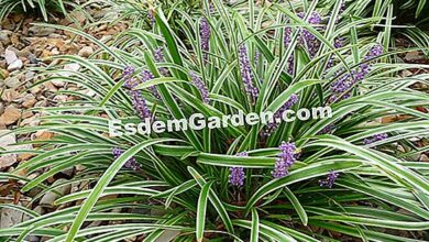 Photo of Cuidados com a planta Liriope muscari ou Serpentine