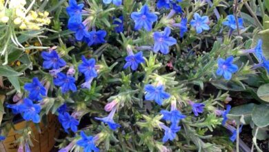 Photo of Cuidados com a planta Lithodora diffusa ou Carrasquilla azul