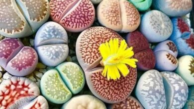 Photo of Cuidados com a planta Lithops, Cactus piedra ou Litops