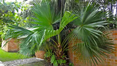 Photo of Cuidados com a planta Livistona chinensis ou palmeira chinesa