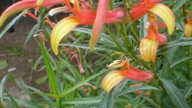 Photo of Cuidados com a planta Lobelia laxiflora, Indianita ou Calzón de Don Juan