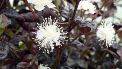 Photo of Cuidados com a planta Lophomyrtus x ralphii ou Little Star