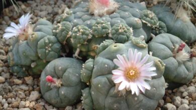 Photo of Cuidados com a planta Lophophora williamsii ou Peyote