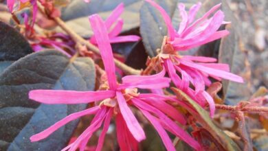 Photo of Cuidados com a planta Loropetalum chinense ou Loropetalo