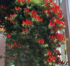 Photo of Cuidados com a planta Lotus berthelotii ou bico de pombo