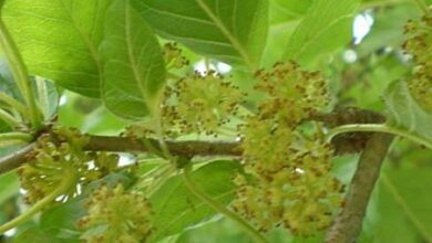 Photo of Cuidados com a planta Maclura pomifera ou Louisiana Orange