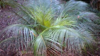 Photo of Cuidados com a planta Macrozamia communis ou Burrawang