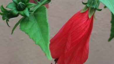 Photo of Cuidados com a planta Malvaviscus arboreus, Marshmallow ou Falso Hibiscus